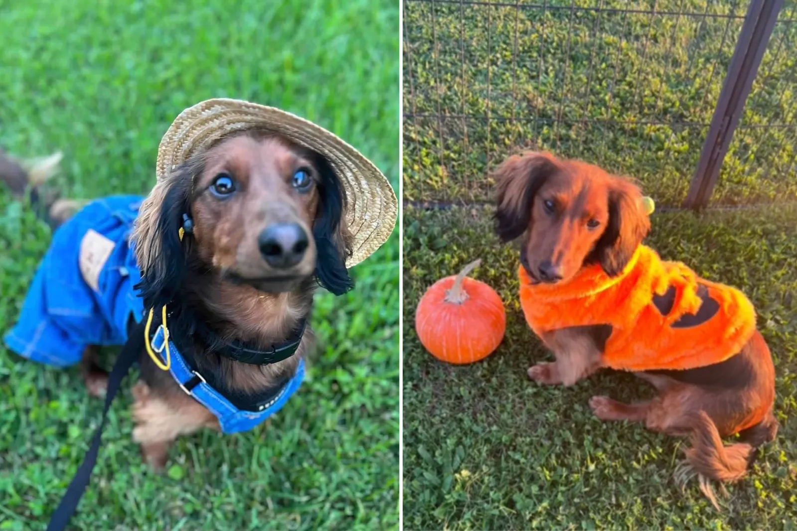 gibbs dachshund fashion show stage fright
